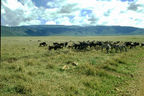 Cratere dello Ngorongoro