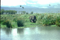 Uno stagno a Ngorongoro